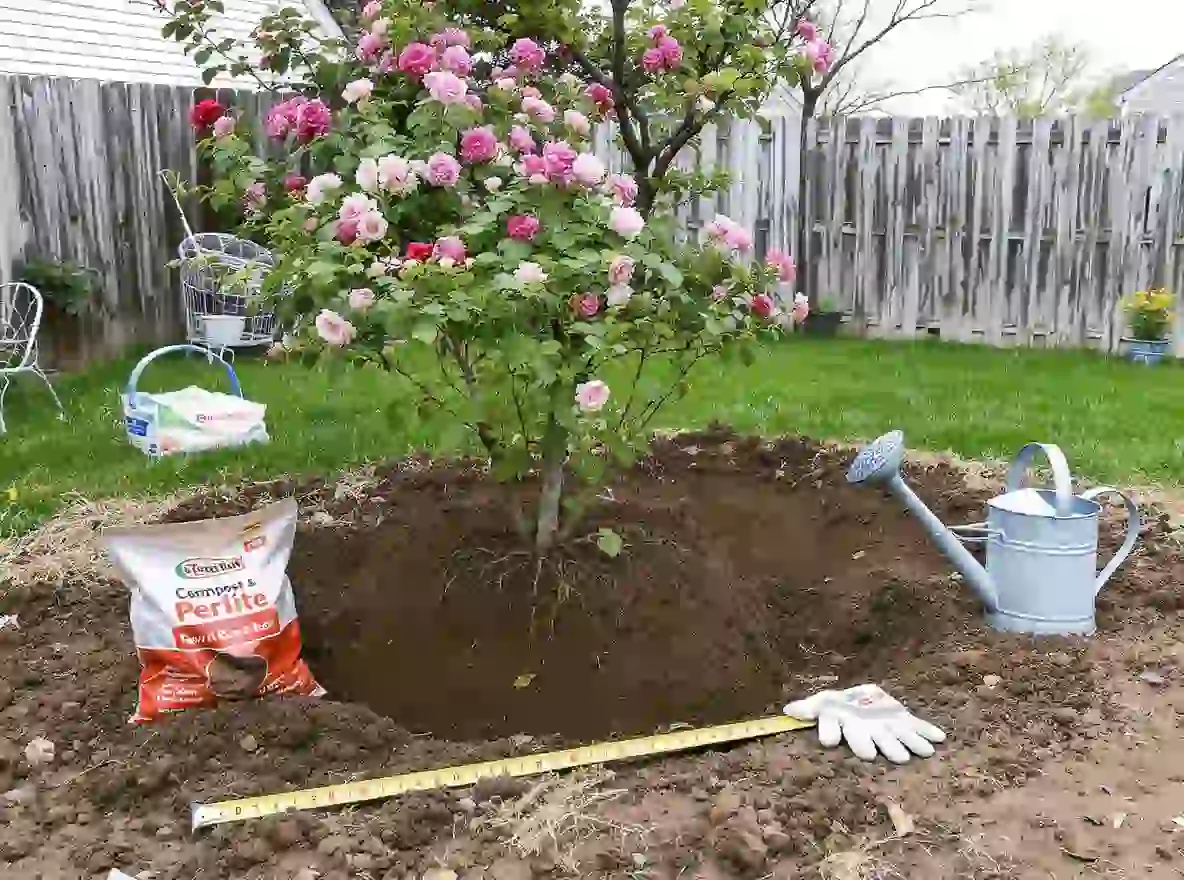 Basic Rose Care And Planting